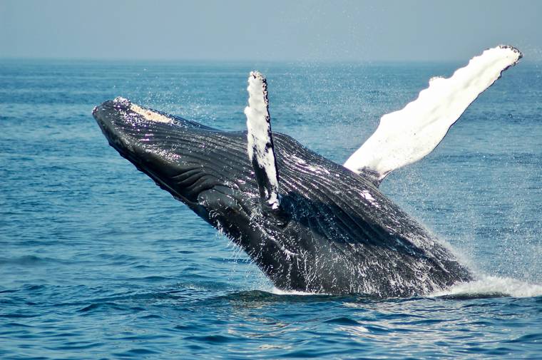 Humpback whale breaching above the ocean surface