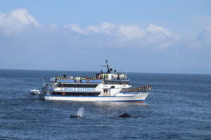 Whale watching boat on the ocean with whale spouting