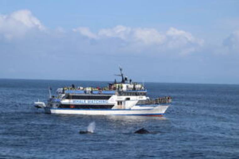 Whale watching boat on ocean with whale spouting